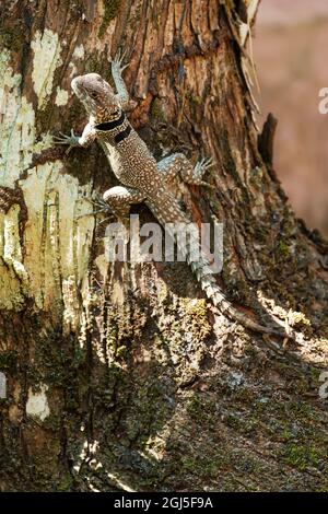 Afrika, Madagaskar, Lake Ampitabe, Akanin'ny nofy Reserve. Ein MERREM's Madagaskar-Mauersegler ruht am Fuß eines Baumes. Stockfoto