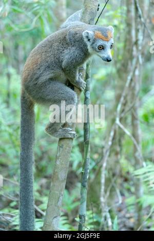 Afrika, Madagaskar, Lake Ampitabe, Akanin'ny nofy Reserve. Weiblicher gekrönter Lemur hat einen grauen Kopf und Körper mit einer rufigen Krone. Stockfoto