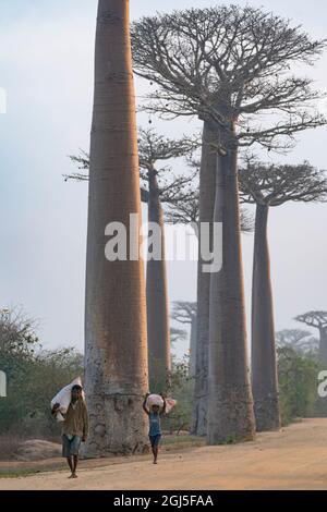 Afrika, Madagaskar, in der Nähe von Morondava, Baobab Alley. Die Dorfbewohner gehen die Straße entlang, die von Baobab-Bäumen gesäumt ist. Stockfoto