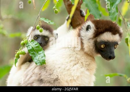 Afrika, Madagaskar, Anosy-Region, Berenty Reserve. Porträt einer weiblichen Sifaka mit ihrem Baby. Stockfoto