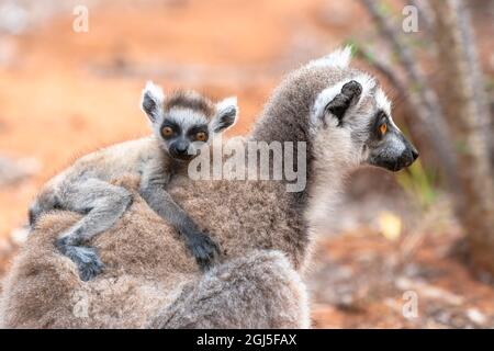 Afrika, Madagaskar, Anosy-Region, Berenty Reserve. Ein Baby-Ringschwanz-Lemur klammert sich an den Rücken seiner Mutter. Stockfoto