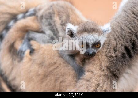 Afrika, Madagaskar, Anosy-Region, Berenty Reserve. Ein Baby-Ringschwanz-Lemur klammert sich an den Rücken seiner Mutter. Stockfoto