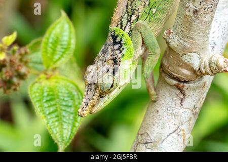 Afrika, Madagaskar, östlich von Tana, Marozevo, Peyrieras Reptilienreservat, panther-Chamäleon, Furcifer pardalis. Ein männliches Chamäleon verhandelt einen Zweig. Stockfoto