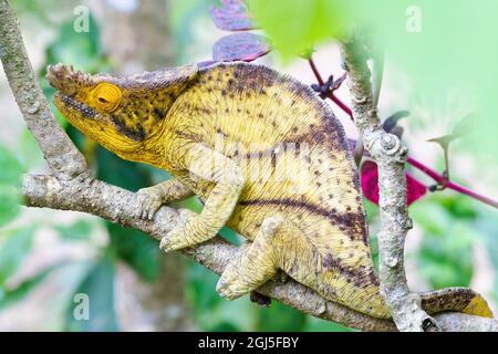 Afrika, Madagaskar, östlich von Tana, Marozevo, Peyrieras Reptile Reserve. Porträt eines kurzhörnigen Chamäleons. Stockfoto