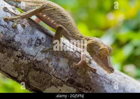 Madagaskar, Marozevo, Peyrieras Reptilienfarm. Gewöhnlicher Blattschwanzgecko Uroplatus fimbriatus Stockfoto