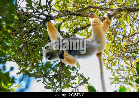 Madagaskar, Andasibe, Vakona Lodge, Lemur Island. Diademed sifaka (Propithecus diadema) hängt kopfüber von einem Baum. Stockfoto