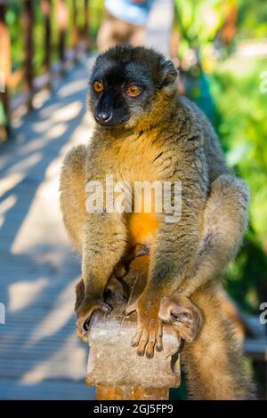 Madagaskar, Andasibe, Vakona Lodge, Lemur Island. Gewöhnlicher brauner Lemur. Stockfoto