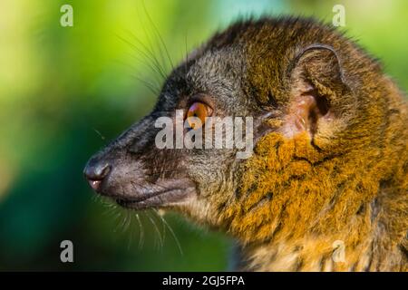 Madagaskar, Andasibe, Vakona Lodge, Lemur Island. Gewöhnlicher brauner Lemur. Stockfoto