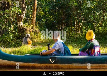 Madagaskar, Andasibe, Vakona Lodge, Lemur Island. Touristen, die Lemuren aus der Nähe betrachten. Stockfoto