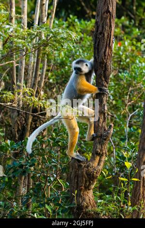 Madagaskar, Andasibe, Vakona Lodge, Lemur Island. Diademed sifaka (Propithecus diadema) beim Besteigen eines Baumes. Stockfoto