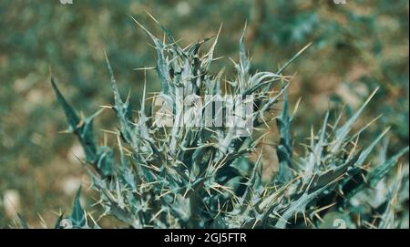 Argemone ochroleuca, eine Art stacheligen Mohns, eine blühende Pflanze, die allgemein als blasser mexikanischer stacheliger Mohns oder mexikanischer Mohns bekannt ist. Stockfoto