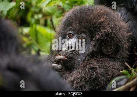 Afrika, Ruanda, Volcanoes National Park, Baby Berggorilla (Gorilla beringei beringei) mit Finger im Mund sitzt im Regenwald in Stockfoto