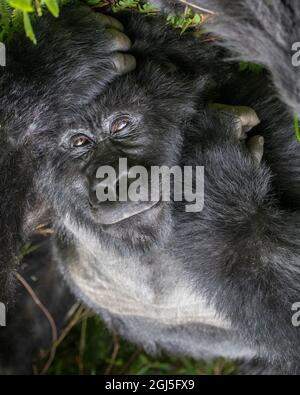 Afrika, Ruanda, Volcanoes National Park, Portrait von männlicher Berggorilla (Gorilla beringei beringei) ruht im Regenwald im Virunga Berge Stockfoto