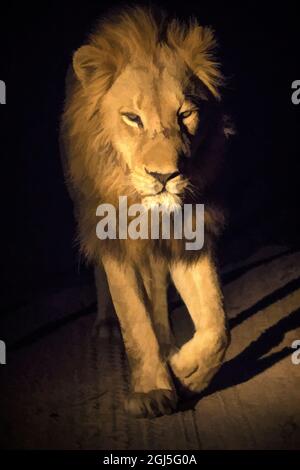 Südafrika, Sabi Sabi Private Reserve. Abstrakt vom männlichen Löwen, der geht. Stockfoto