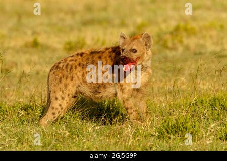 Gesichtete Hyäne mit Blut im Gesicht, Serengeti-Nationalpark, Tansania. Stockfoto