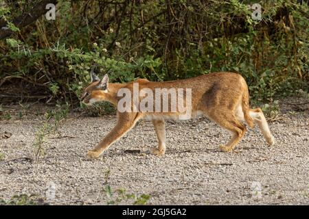 Caracal, Serengeti Nationalpark, Tansania, Afrika. Stockfoto