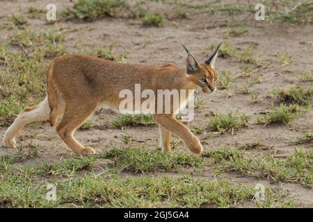 Caracal, Serengeti Nationalpark, Tansania, Afrika. Stockfoto