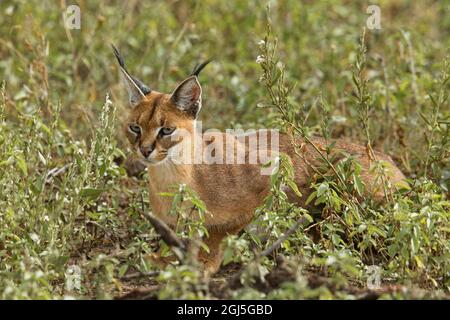 Caracal, Serengeti Nationalpark, Tansania, Afrika. Stockfoto