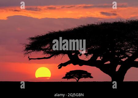 Akazienbäume, die sich auf den weiten Ebenen des Serengeti National Park, Tansania, Afrika, befinden. Stockfoto