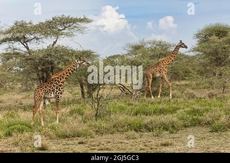 Zwei Masai Giraffen, die auf Akazienbäumen stöbern, Serengeti-Nationalpark, Tansania, Afrika. Stockfoto