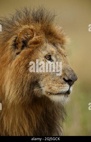 Erwachsener schwarzer Mähnenlöwe, Serengeti-Nationalpark, Tansania, Afrika. Stockfoto
