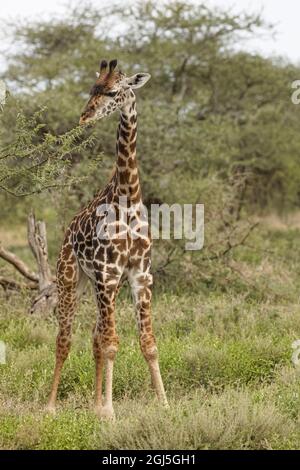 Masai Giraffe beim Stöbern auf Akazienbäumen, Serengeti-Nationalpark, Tansania, Afrika, Giraffa camelopardalis tippelskirchii Stockfoto