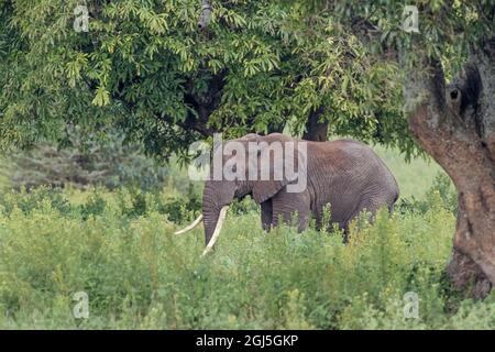 Bullenelefant, Krater Ngorongoro, Tansania, Afrika Stockfoto