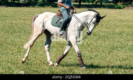 Reiter auf dem Dressurpferd auf dem grünen Feld am sonnigen Tag. Pferdesport. Seitenansicht Stockfoto