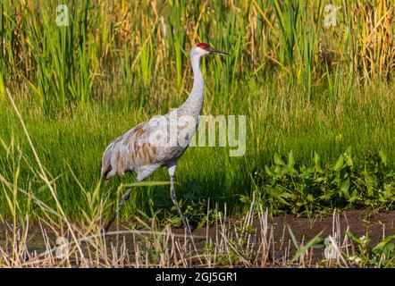 Ein wunderschöner Sandhill Crane (Grus canadensis) spaziert durch das Schilf im Farmington Bay Waterfowl Management Area, Farmington, Utah, USA Stockfoto