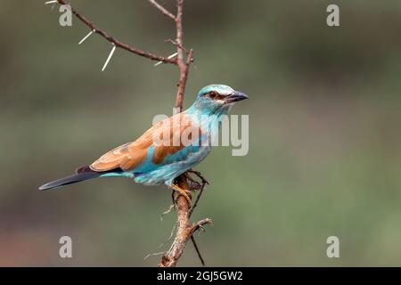 Europäischer Roller, Serengeti-Nationalpark, Tansania, Afrika Stockfoto