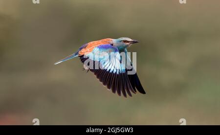 Europäischer Roller, Serengeti-Nationalpark, Tansania, Afrika Stockfoto