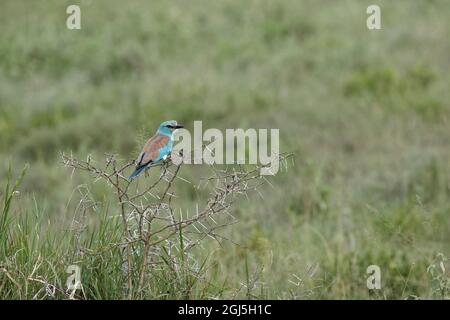 Europäischer Roller, Serengeti-Nationalpark, Tansania, Afrika Stockfoto