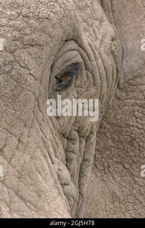 Nahaufnahme des Stiers Afrikanischer Elefant, Serengeti-Nationalpark, Tansania, Afrika Stockfoto