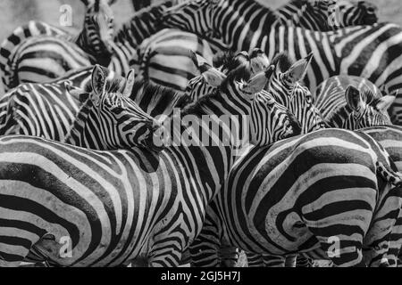 Burchells Zebras ruhen sich gegenseitig aus, Serengeti-Nationalpark, Tansania, Afrika Stockfoto