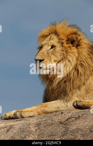 Erwachsener männlicher Löwe auf Kopje, Serengeti-Nationalpark, Tansania, Afrika Stockfoto