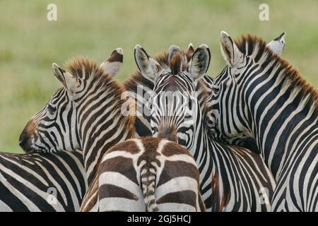 Gruppe Burchells Zebras, die sich gegenseitig den Kopf aufrasten, Serengeti-Nationalpark, Tansania, Afrika Stockfoto