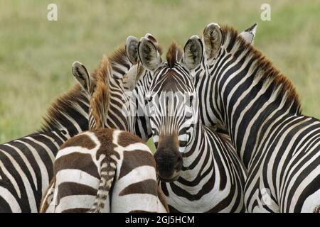 Gruppe Burchells Zebras, die sich gegenseitig den Kopf aufrasten, Serengeti-Nationalpark, Tansania, Afrika Stockfoto