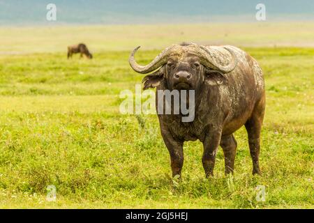 Afrika, Tansania, Krater Von Ngorongoro. Kapbüffel im Feld. Kredit als: Cathy & Gordon Illg / Jaynes Gallery / DanitaDelimont.com Stockfoto