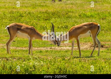 Afrika, Tansania, Krater Von Ngorongoro. Grant's Gazelle Männchen butting Köpfe. Kredit als: Cathy & Gordon Illg / Jaynes Gallery / DanitaDelimont.com Stockfoto