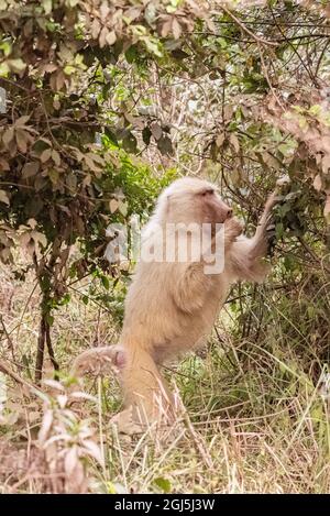 Afrika, Tansania. Albino Olive Pavian Fütterung. Kredit als: Jones & Shimlock / Jaynes Gallery / DanitaDelimont.com Stockfoto