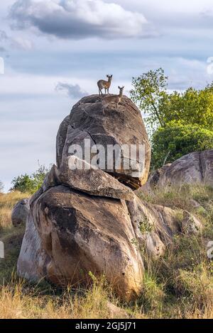 Afrika, Tansania, Serengeti-Nationalpark. DIK-DIK auf Boulder. Kredit als: Jones & Shimlock / Jaynes Gallery / DanitaDelimont.com Stockfoto