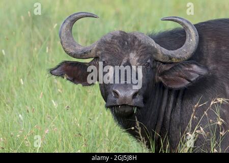 Afrika, Tansania, Krater Von Ngorongoro. Porträt eines männlichen Cape Buffalo (Syncerus Caffer Caffer). Stockfoto