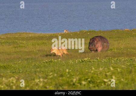 Afrika, Tansania, Krater Von Ngorongoro. Ein Hippopotamus jagt eine Löwin, die zu nahe kam. Stockfoto