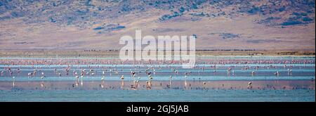 Kleine Flamingos ruhen und ernähren sich im Lake Magadi im Ngorongoro Crater, Tansania. Stockfoto