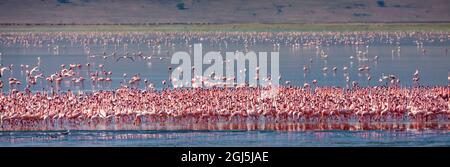 Kleine Flamingos ruhen und ernähren sich im Lake Magadi im Ngorongoro Crater, Tansania. Stockfoto