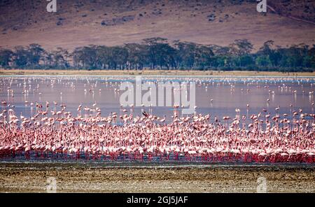 Kleine Flamingos ruhen und ernähren sich im Lake Magadi im Ngorongoro Crater, Tansania. Stockfoto