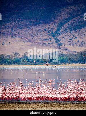 Kleine Flamingos ruhen und ernähren sich im Lake Magadi im Ngorongoro Crater, Tansania. Stockfoto