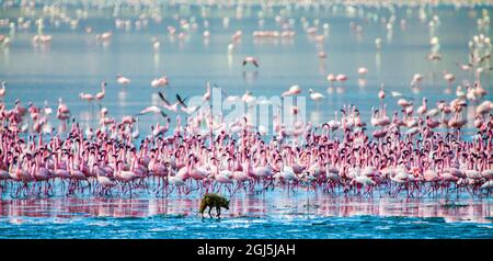 Kleine Flamingos ruhen und ernähren sich im Lake Magadi im Ngorongoro Crater, Tansania. Stockfoto