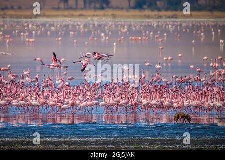 Kleine Flamingos ruhen und ernähren sich im Lake Magadi im Ngorongoro Crater, Tansania. Stockfoto