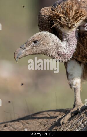 Afrika, Tansania, Ngorongoro Conservation Area, Weißrückengeier (Gyps africanus) schaut auf, während er sich in der Nähe von Ndutu Pl. von der jungen Elefantenkarkasse ernährt Stockfoto